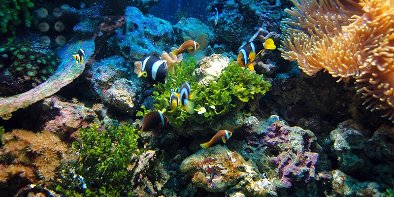 ムードのある水族館